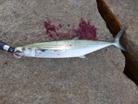 ただの!普通の‼巻き　【20251116】